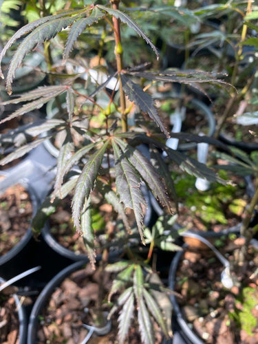 Acer shirasawanum 'Purple Thunder' - mapleridgenursery